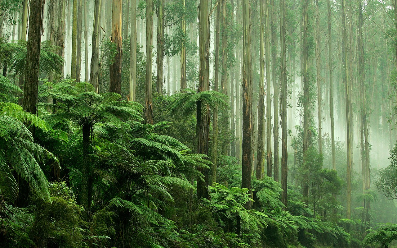 Nature forest Nature forest
