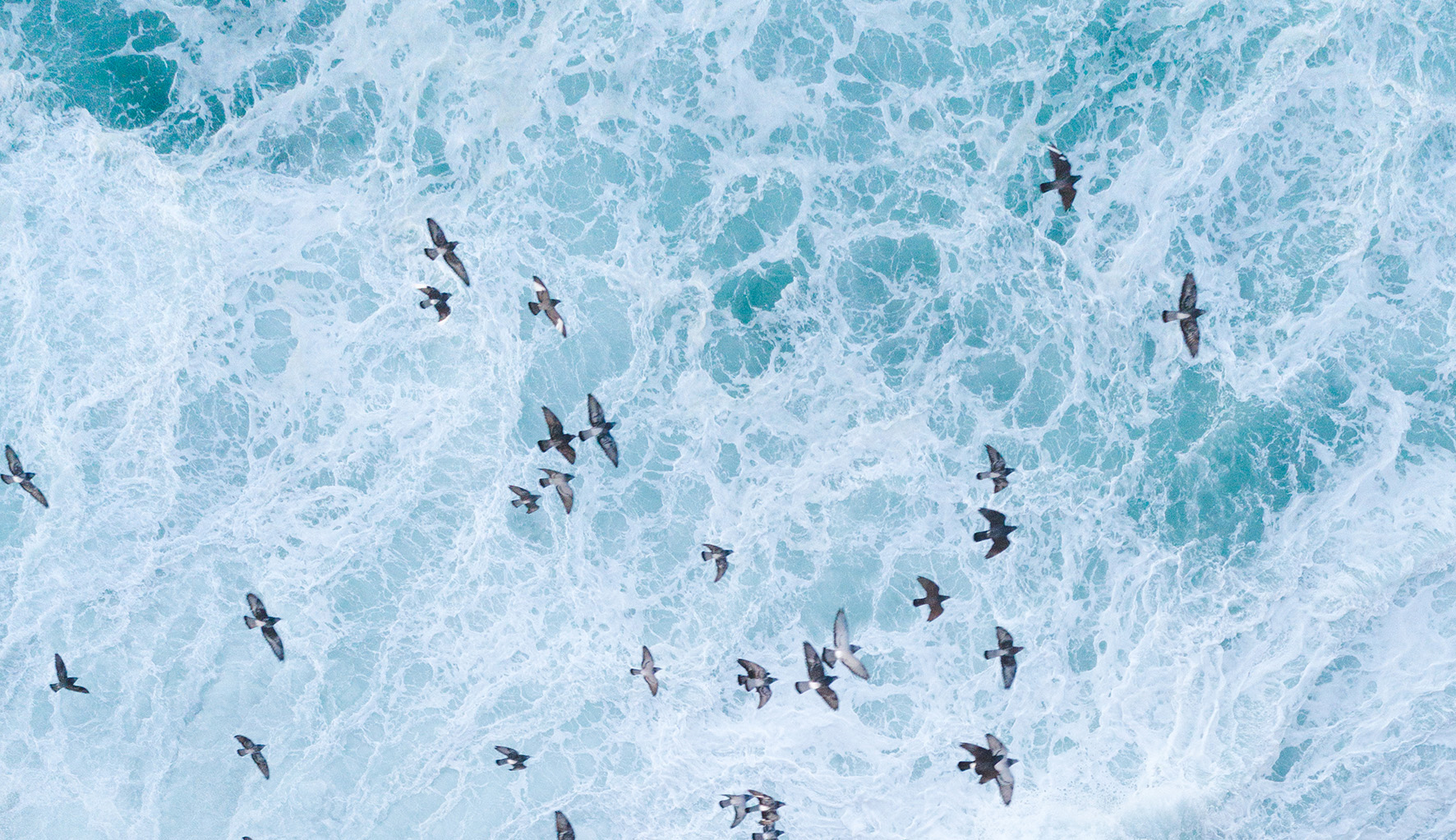 Birds flying over the sea