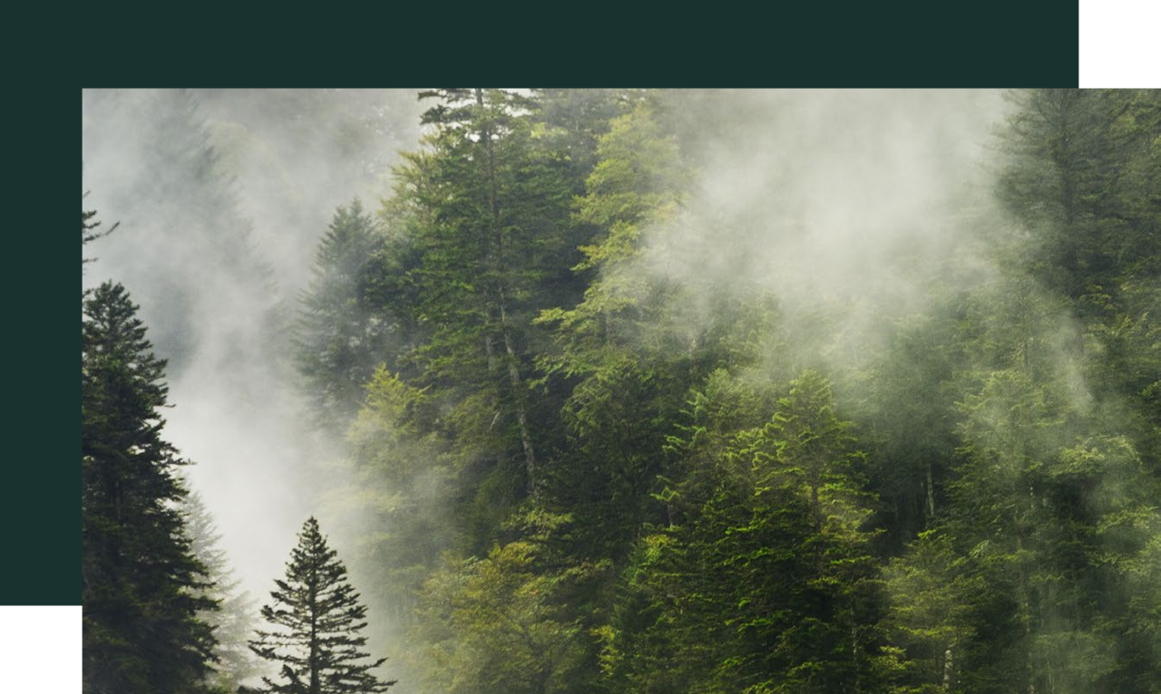 Une forêt de bois résineux